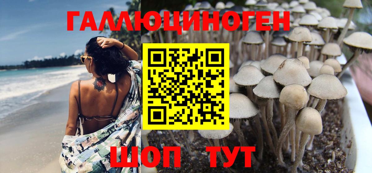 Галлюциногенные грибы Psilocybe Улан-Удэ
